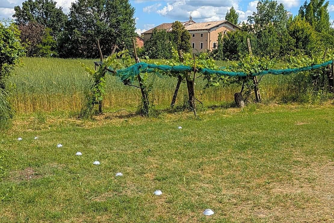 Agricola Giovanardi 4