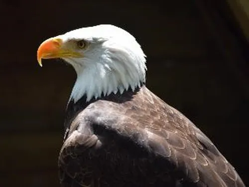 Aire Naturelle de Camping à la Ferme "Chez Estay" 7