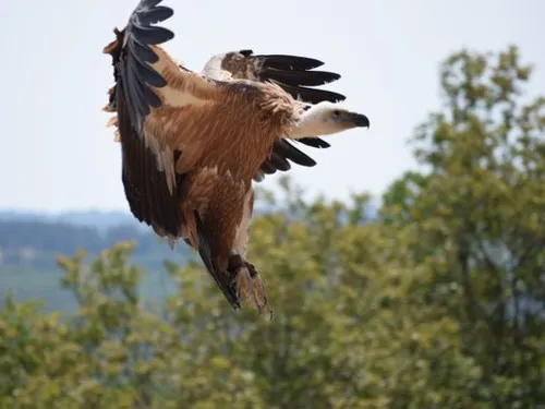 Aire Naturelle de Camping à la Ferme "Chez Estay" 5