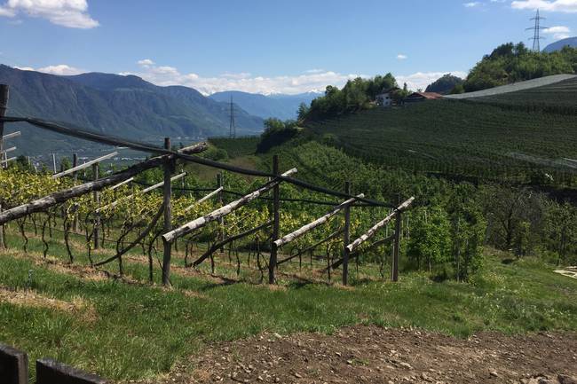 Tolle Aussicht bis Bozen von den östlichen Wiesen- und Terrassenplätzen