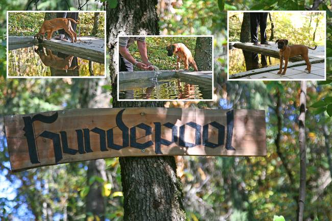 Hundepfad mit Hundepool