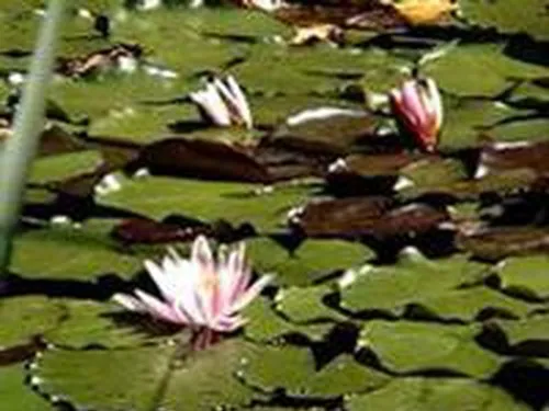 Bade- und Campingplatz Perwang am Grabensee 5