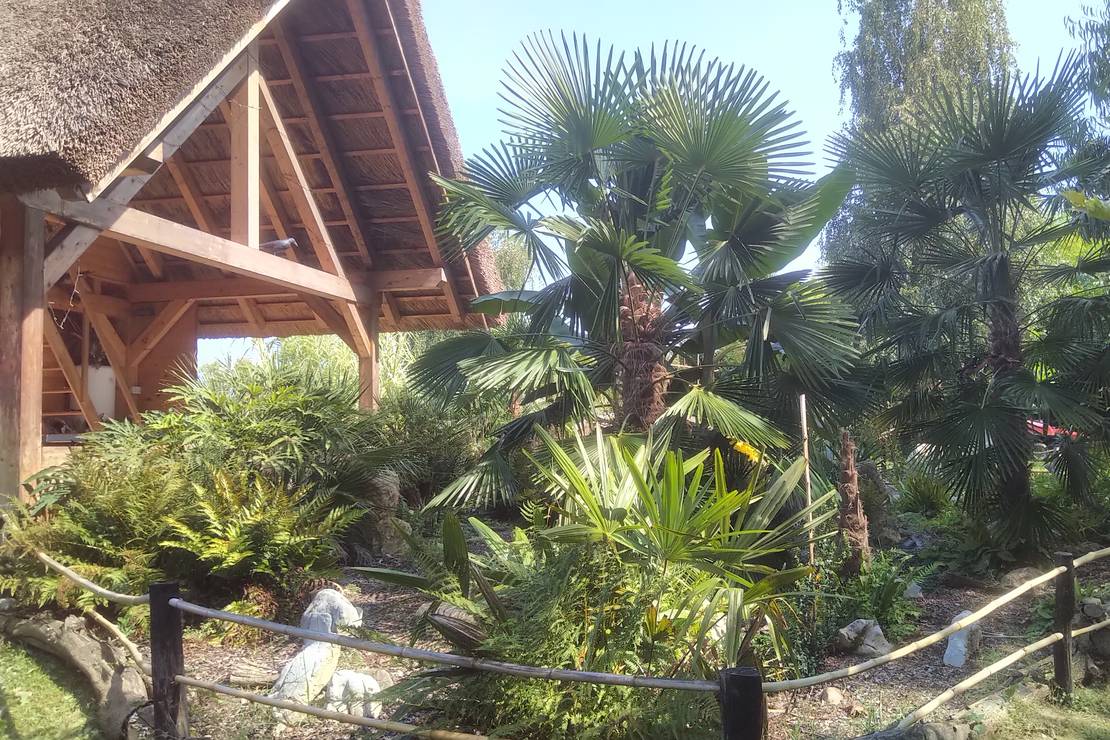 Camp, camping Eucalyptus 4