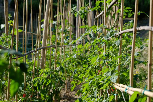 Gemüsegarten steht den Gästen zur Verfügung