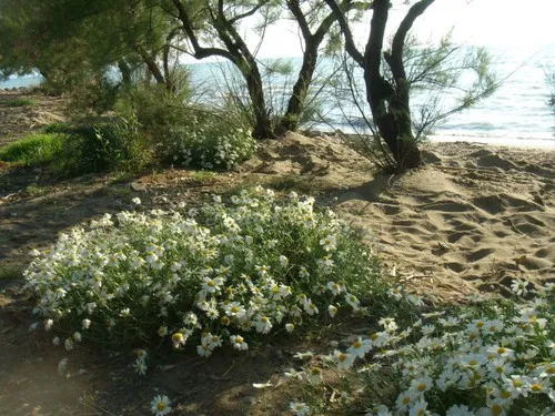 Campeggio Bocche D`albegna 7