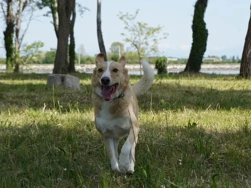 Campeggio Isola del Paradiso 6