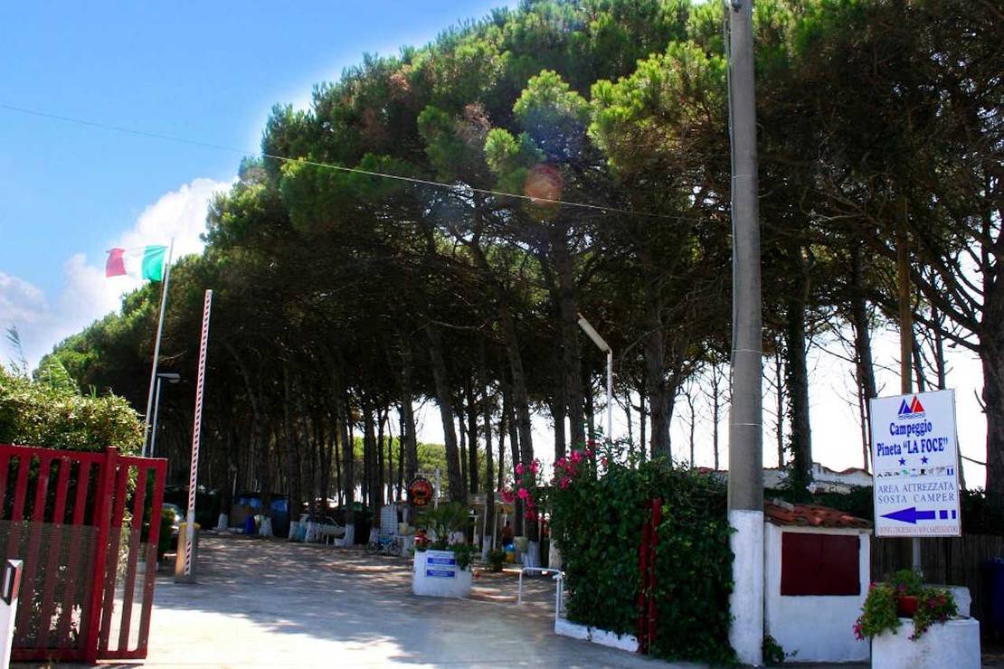 Are dogs allowed at the campsite Campeggio Pineta la Foce?
