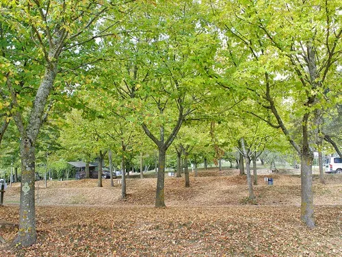 Campeggio Semifonte 6