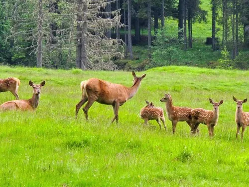Campeggio Valle Verde 6