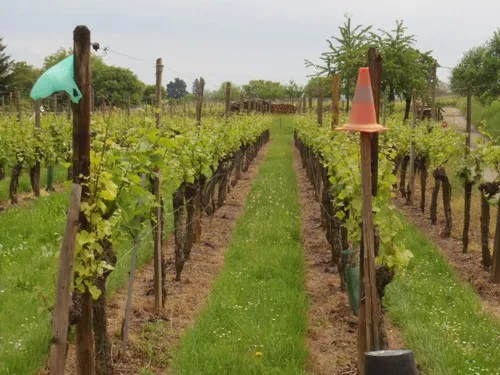 Camping aire naturelle Du Tempelhof 5