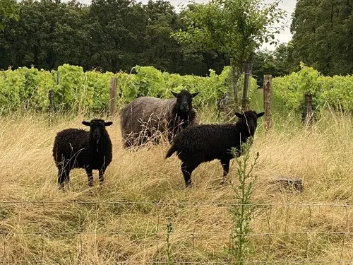 Camping aire naturelle Le Bois Madame 3