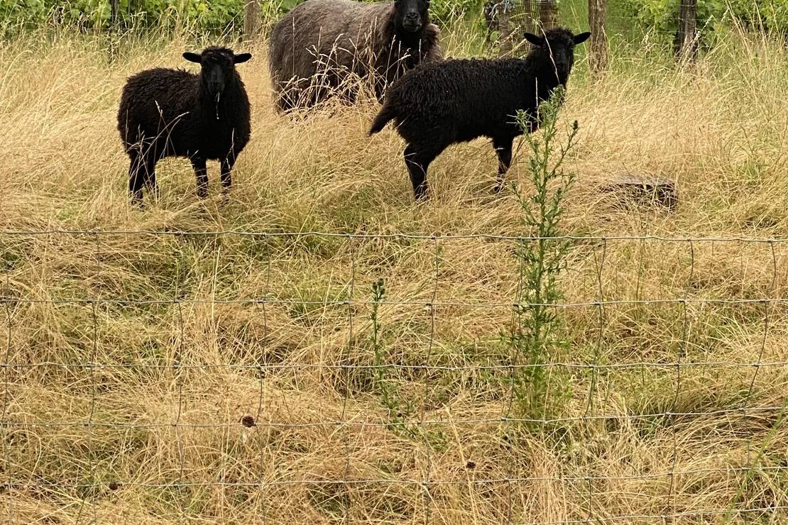 Camping aire naturelle Le Bois Madame 4