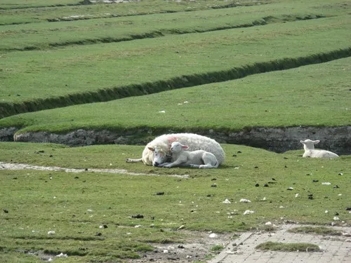 Camping Am alten Seedeich in Hedwigenkoog 8