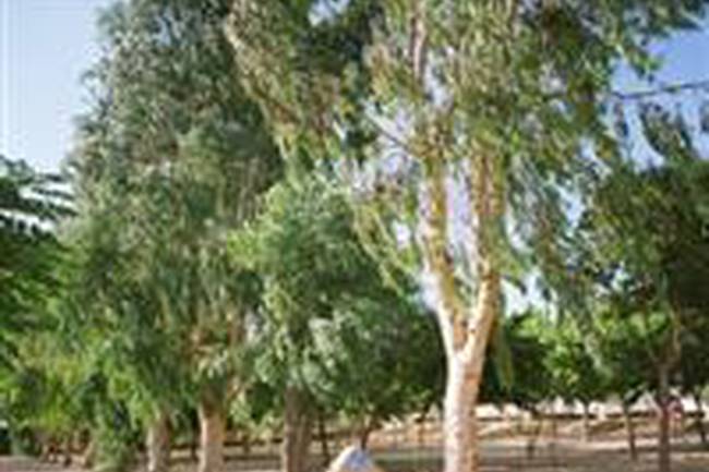 Camping Carlos Iii image 14
