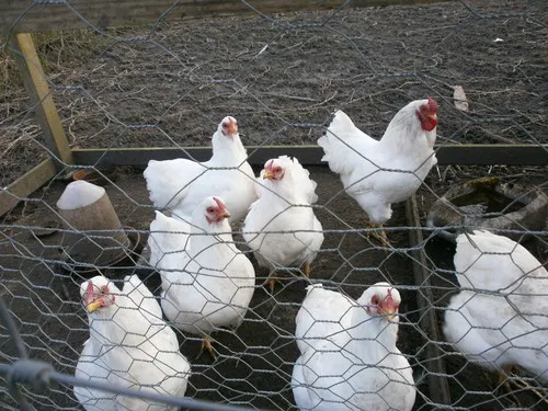 Camping de Greidhoeke 5