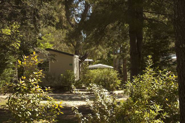 Nos arbres ... un trésor!
"La Pascalinette" is one of the var region's oldest campsites and certainly one of the most tree-filled!