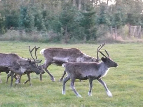 Camping de Meibeek 5