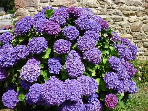 Camping de Ty Nénez 5