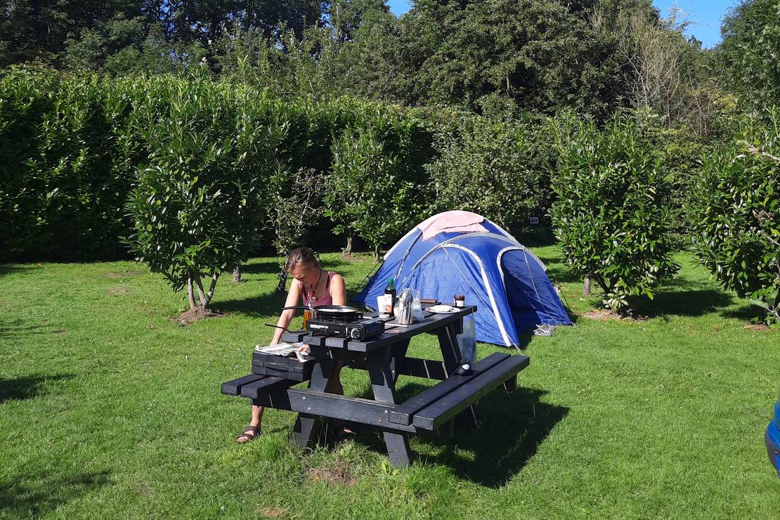 Are dogs allowed at the campsite Buitenplaats Den Inkel?