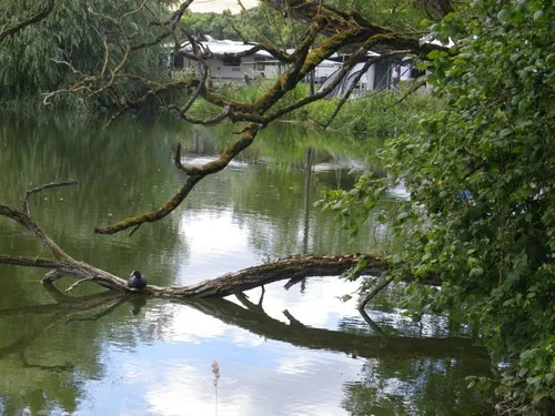 Camping Des Etangs De Mandre 6