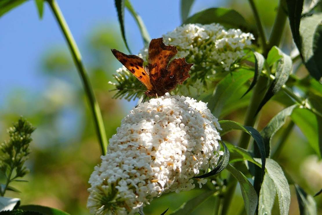 Camping Du Bas Meygnaud 4