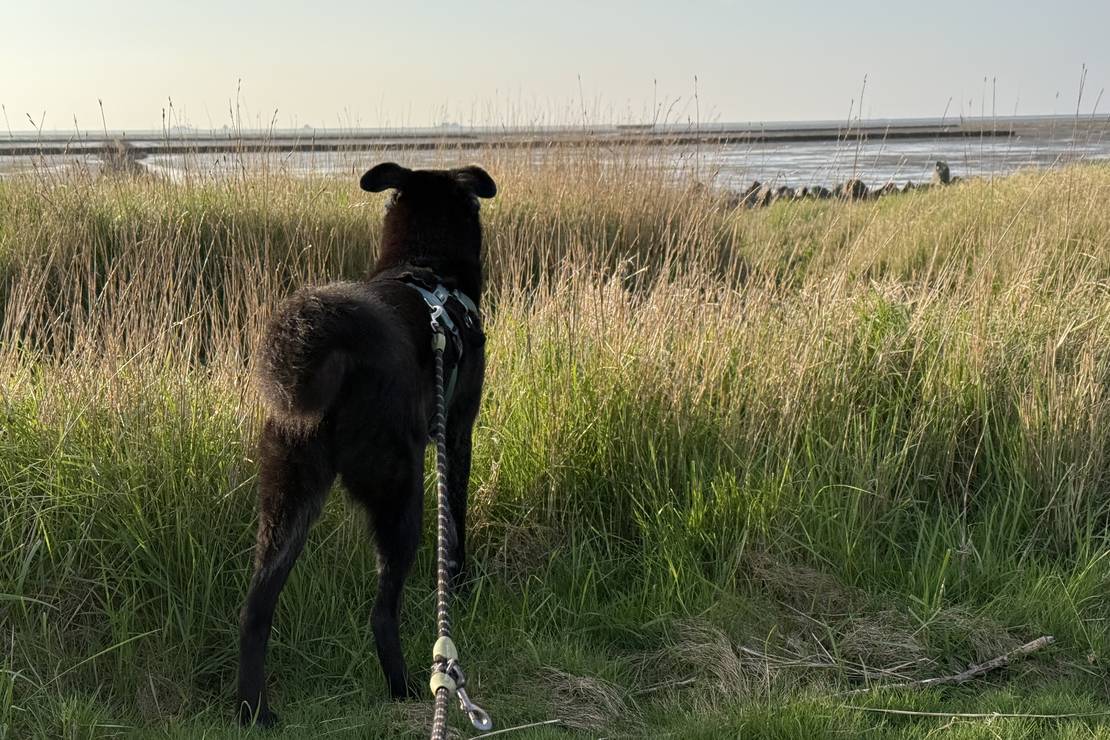 Camping Nordstrand 5