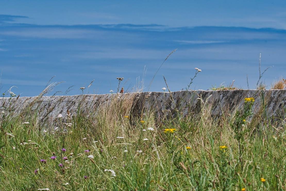 Camping La Baie Des Veys 4