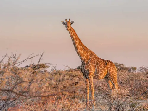 Camping La Grange Neuve 5