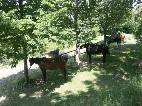 Agricampeggio La Stadera 5