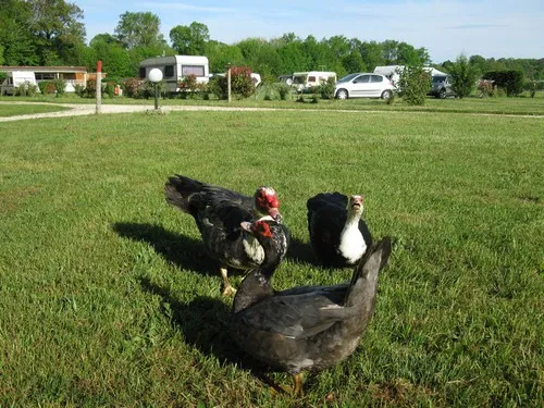 Camping Le Bois du Coderc*** 5