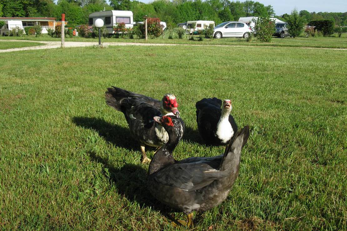 Camping Le Bois du Coderc*** 6