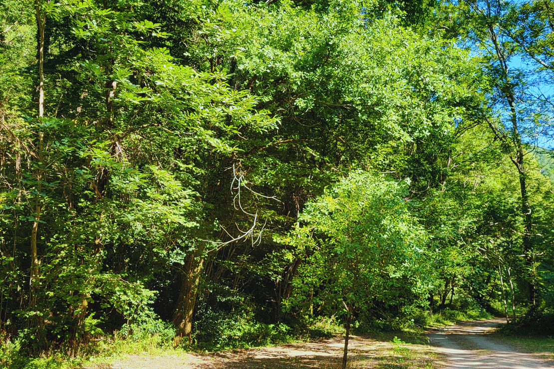 Camping Le Bois Flottant 3