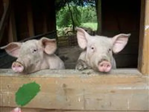 Camping Le Terroir 5