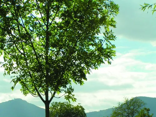 Camping Le Vallon De L'ehn 6