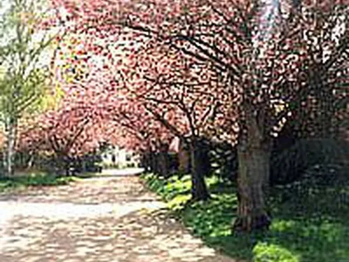 Camping les Araucarias 3