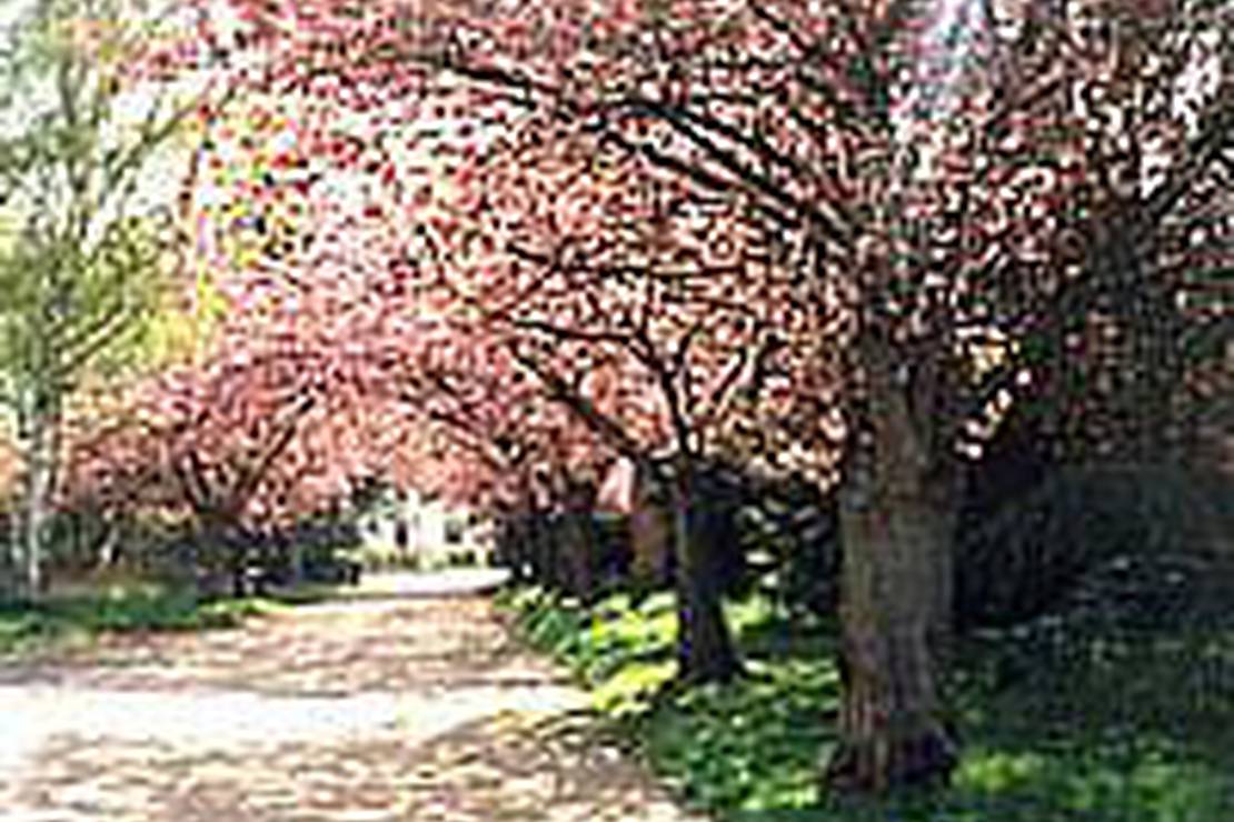 Camping les Araucarias 4