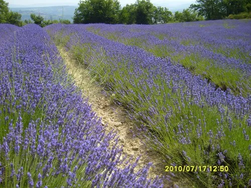 Camping Les Bardons 4