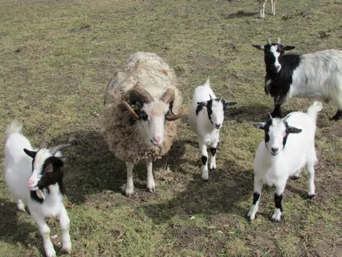Camping Les P'tites Maisons dans la prairie 5