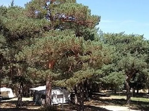 Camping los Bonales 5