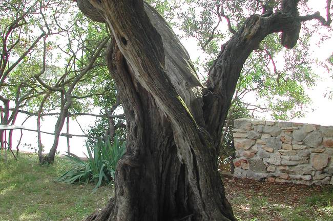 gli alberi ultracentenari nel campeggio