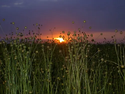 Camping Municipal Du Mesnil 4