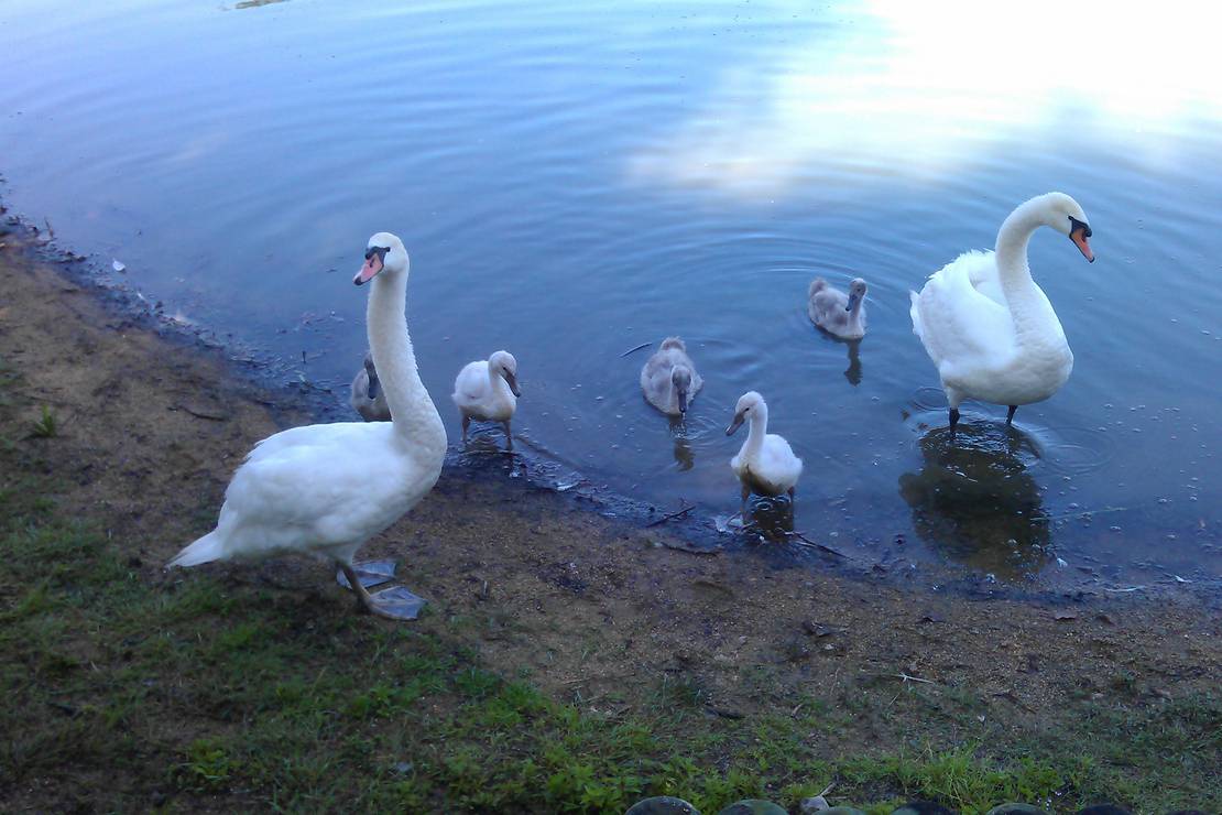 Camping Municipal La Varenne 5