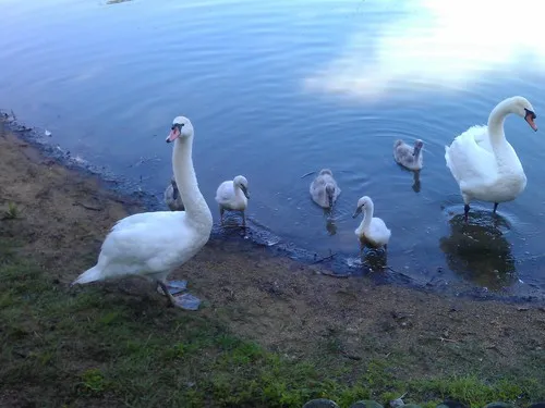 Camping Municipal La Varenne 4