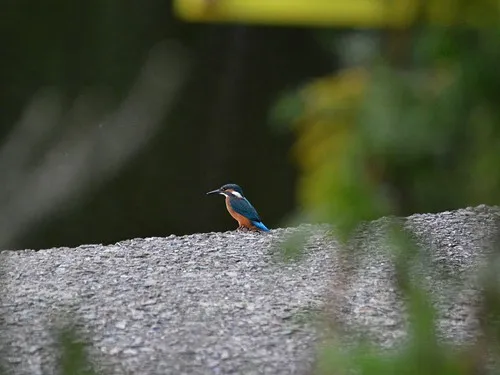 Camping Na Staré Papírně 5