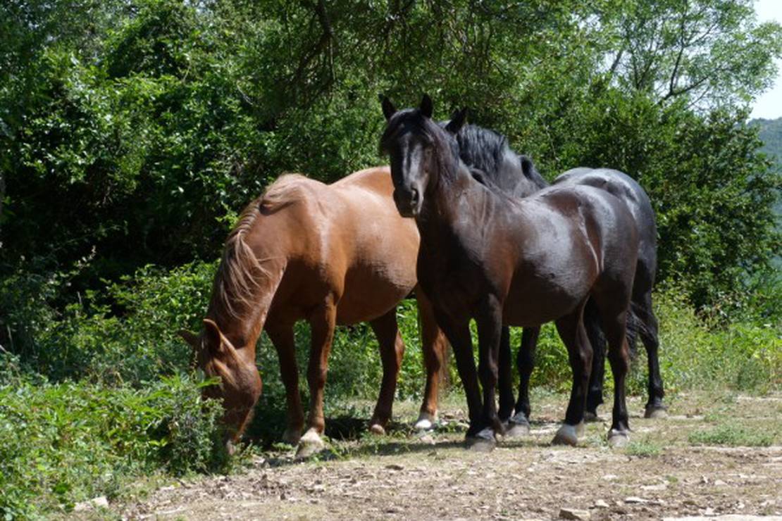 Camping Naturistes Domaine de Lambeyran 5