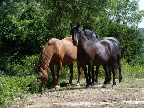 Camping Naturistes Domaine de Lambeyran 4