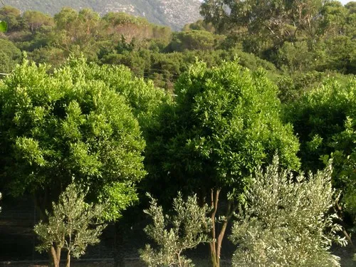 Camping Ortus De Mari 7