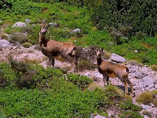 Camping Repós Del Pedraforca 6