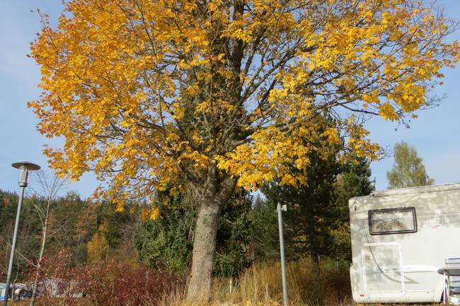 GoldenerHerbst2015amSchluchsee
