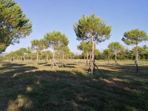 CAMPING VILLAGE IL GINEPRINO 3